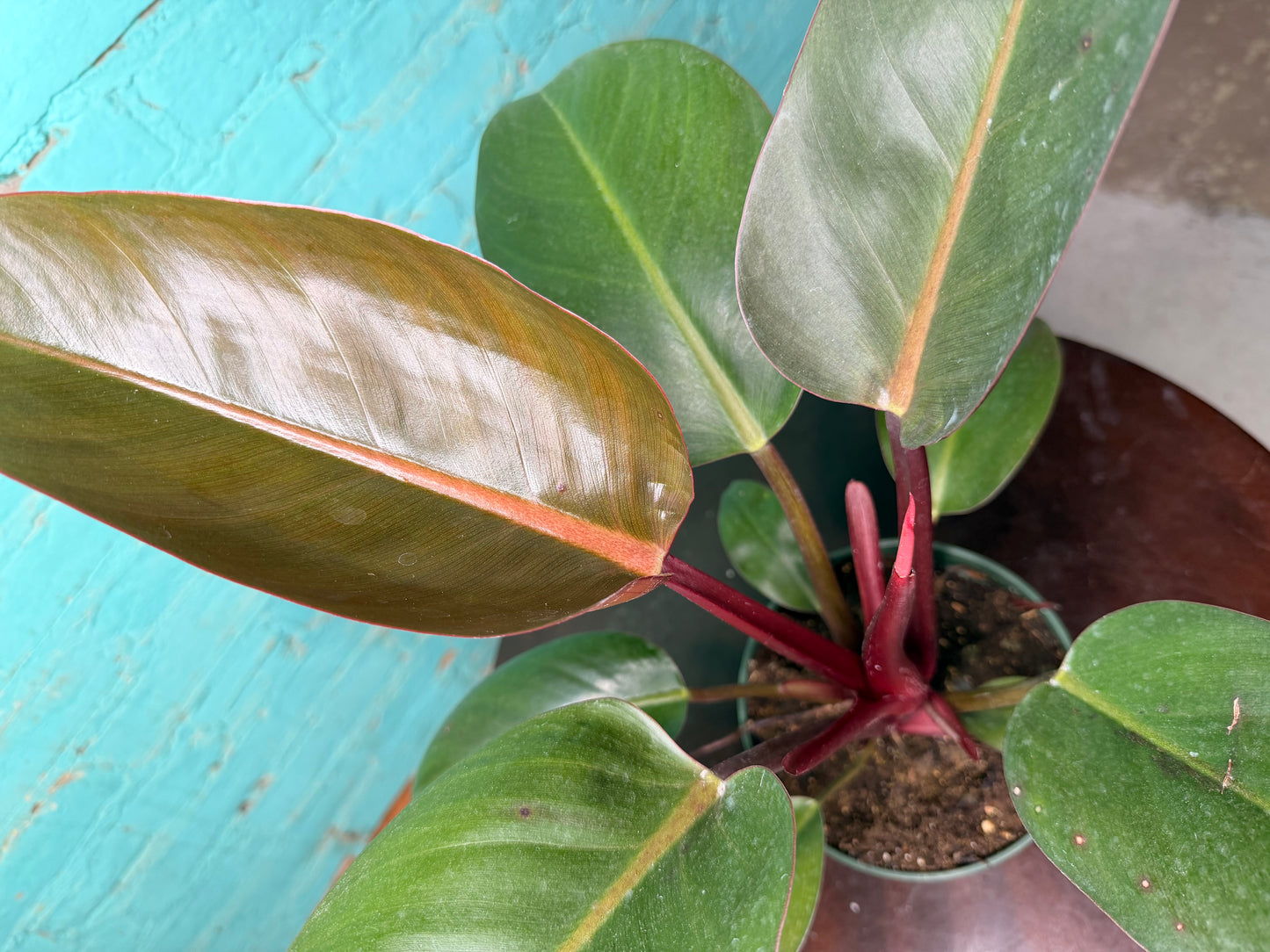 Philodendron Red Congo 6”