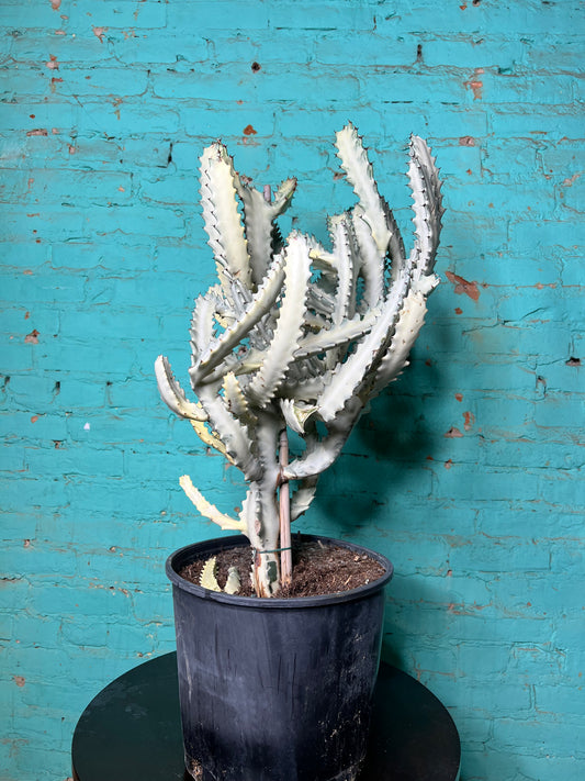 Euphorbia Trigonia Variegated 10”