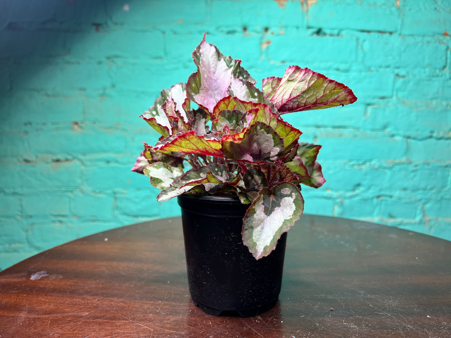 Rex Begonia “Red Robin”