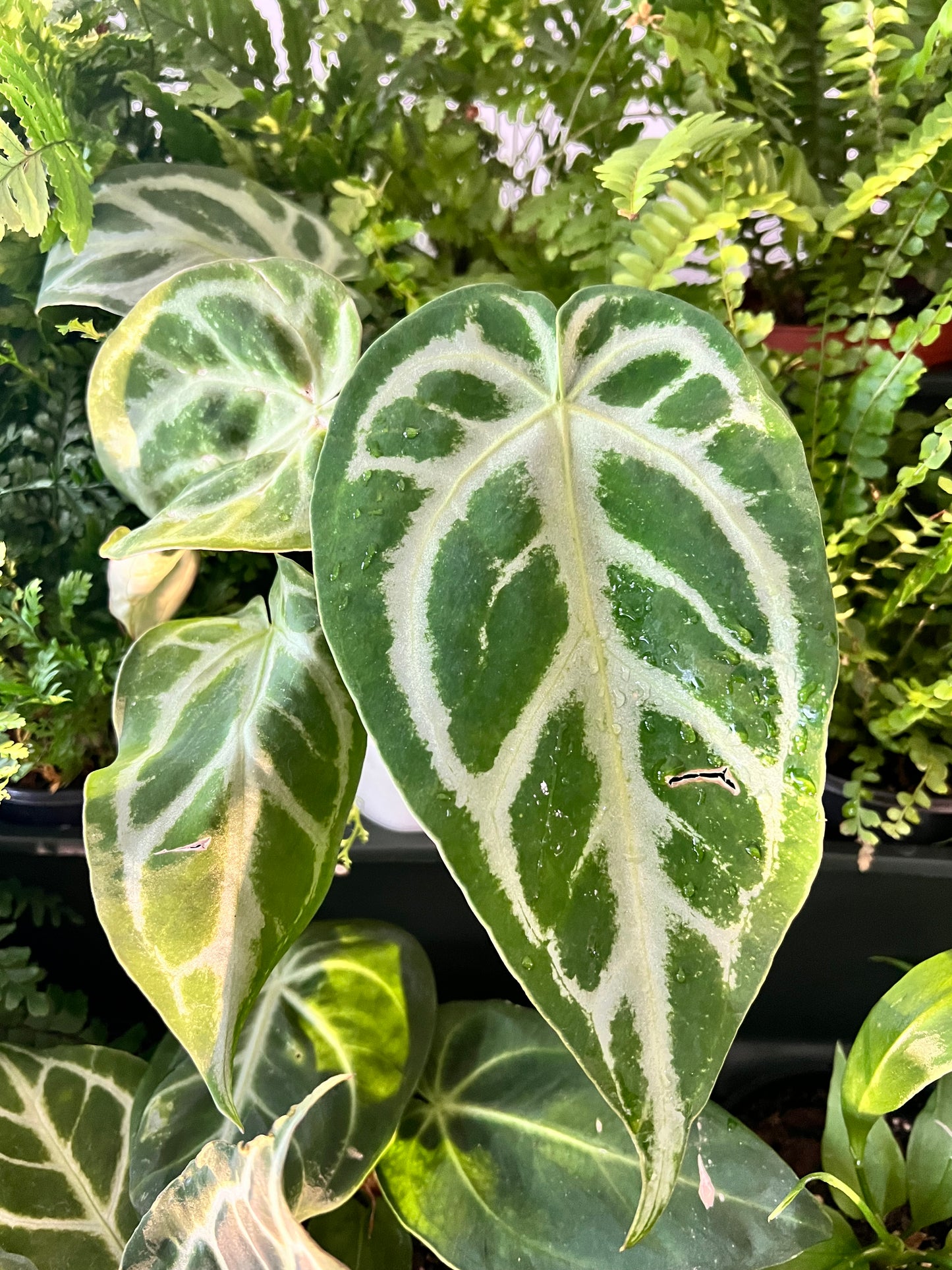 Anthurium Silver Blush 4”