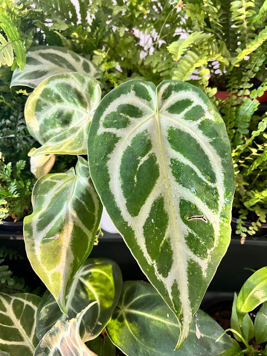 Anthurium Silver Blush 4”