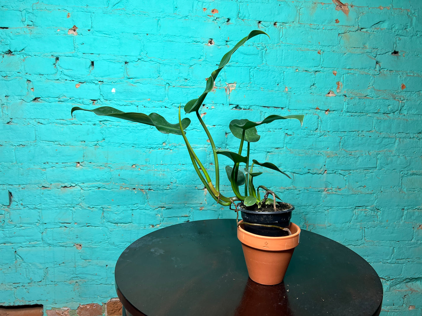 philodendron Jerry Thorne 4”