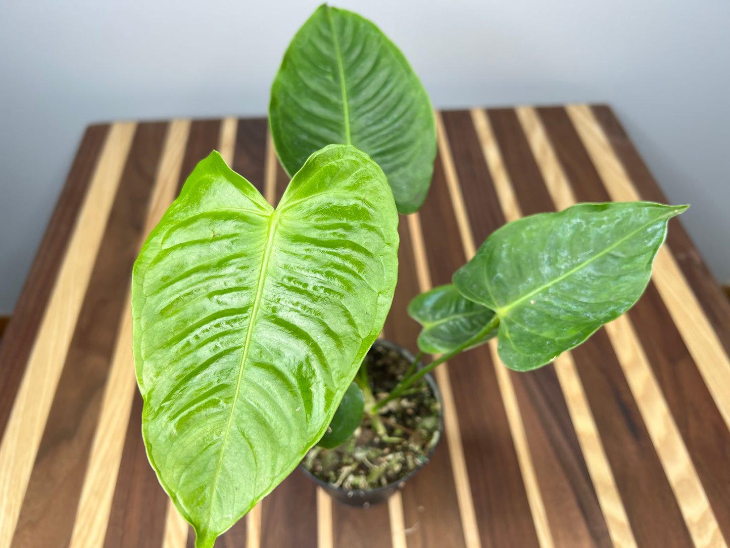 Anthurium Veitchii