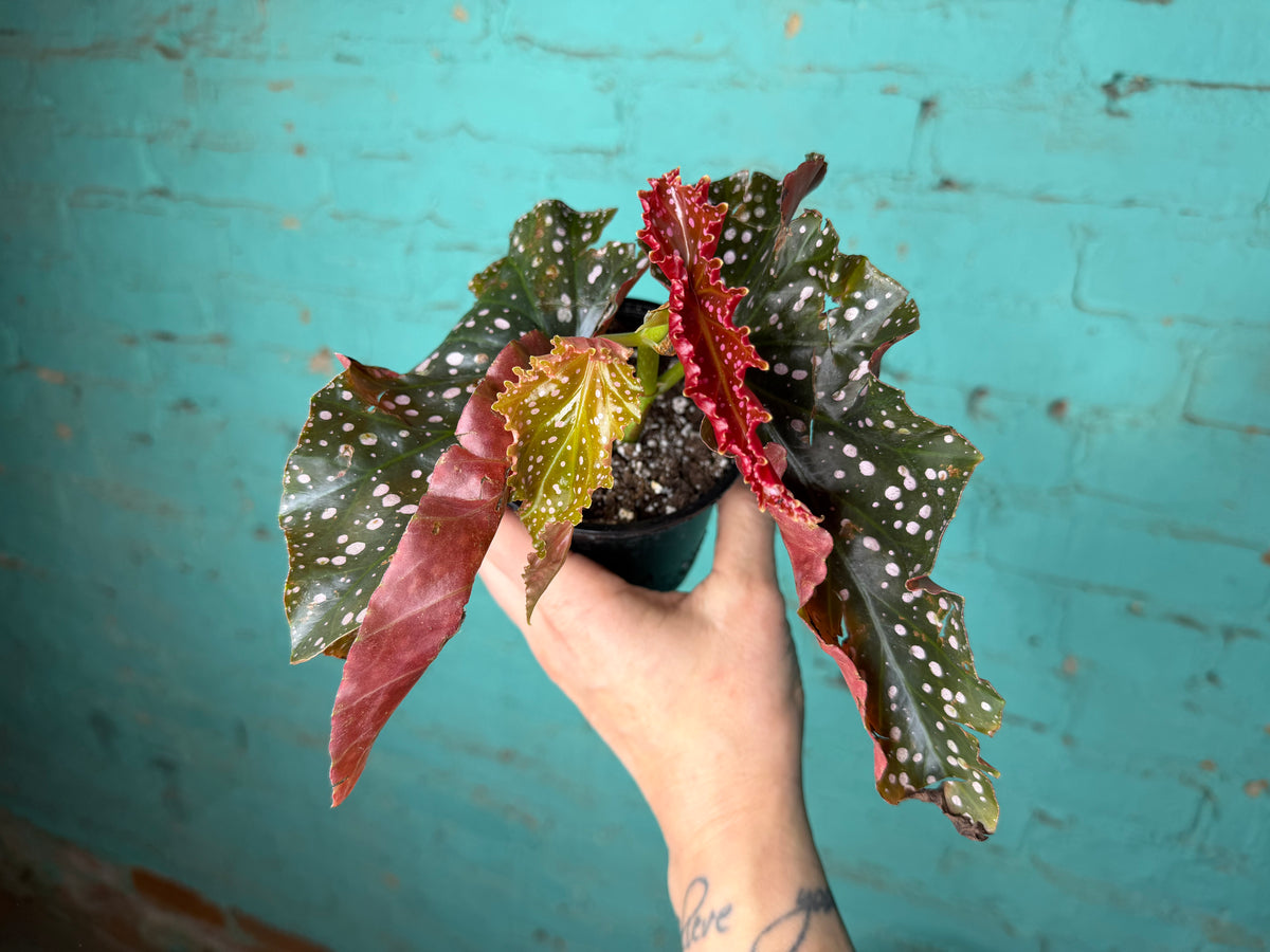 Begonia Maculata ‘Cracklin Rosie’ 4”