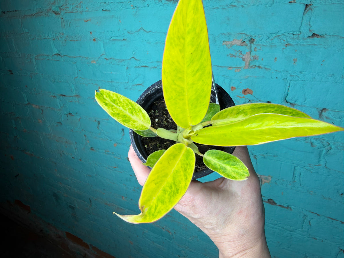 Philodendron Calkin Gold 4”