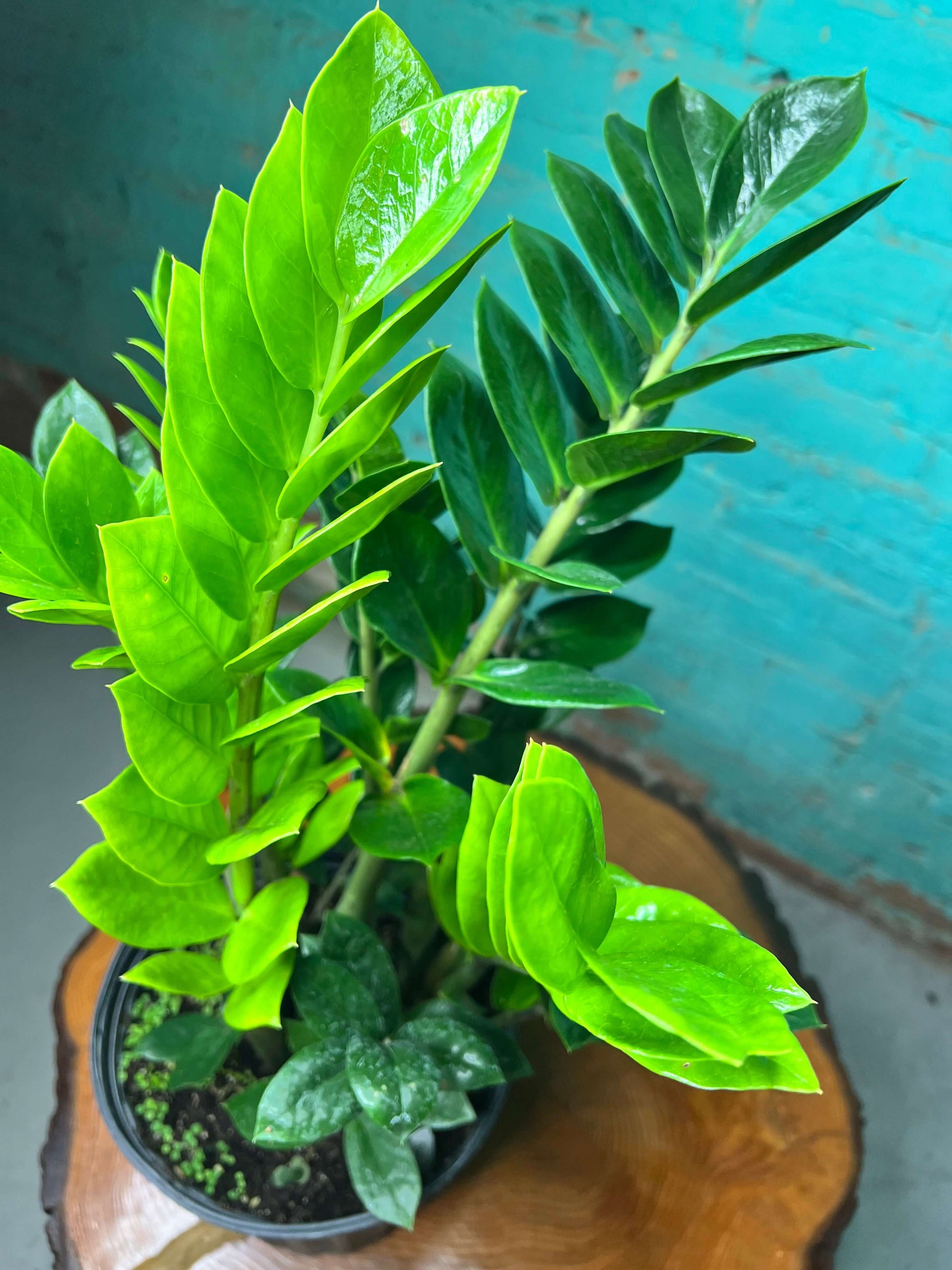 ZZ plant 8” in a pot showcasing its lush green leaves and healthy growth, ideal for low-light indoor spaces.