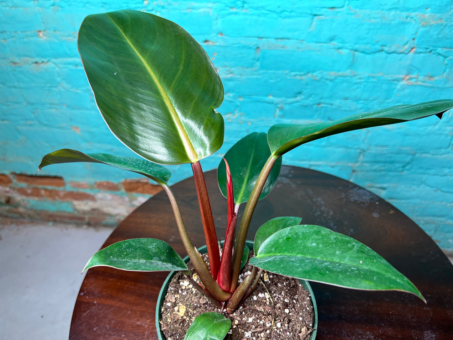 Philodendron Red Congo 6”
