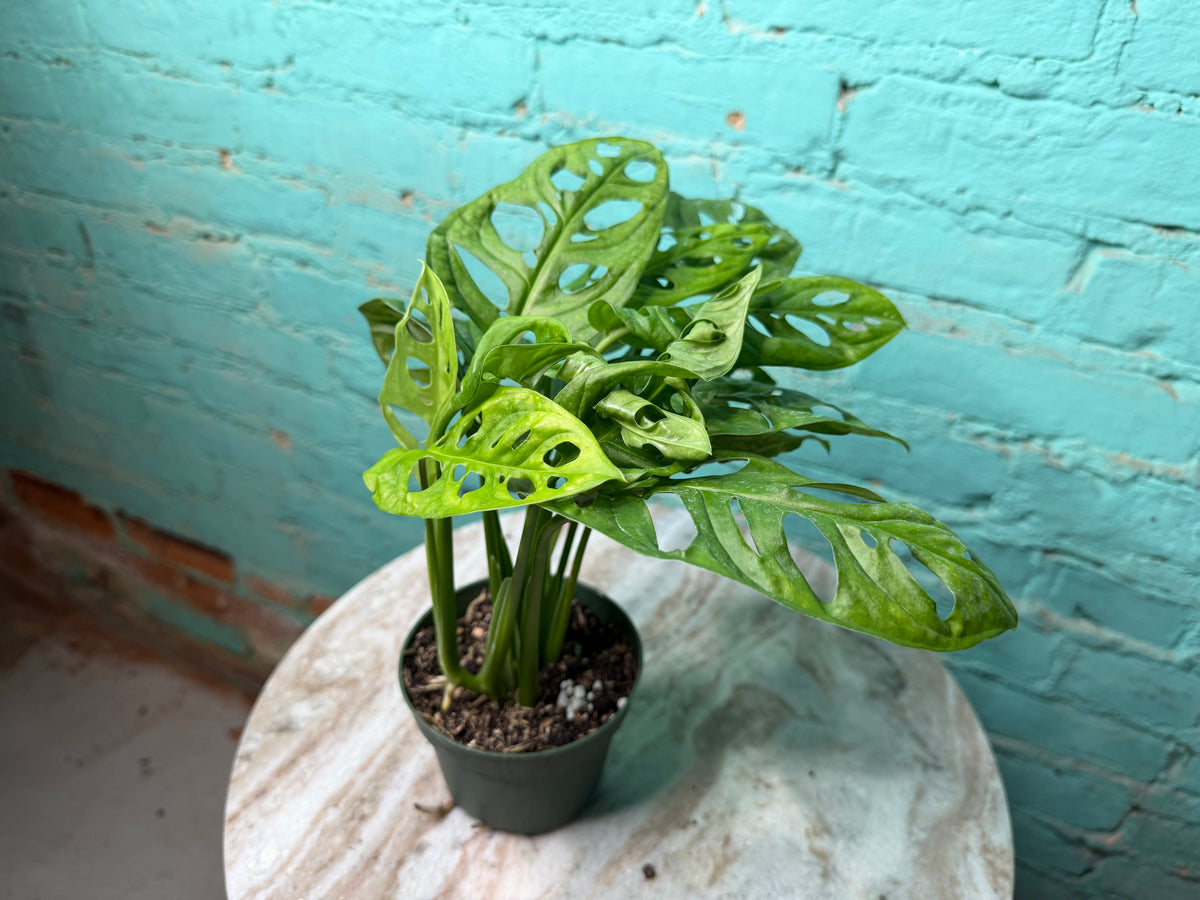 Monstera Adansonii ‘Swiss Cheese’ 4”