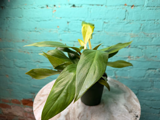 Philodendron Melinonii 4”