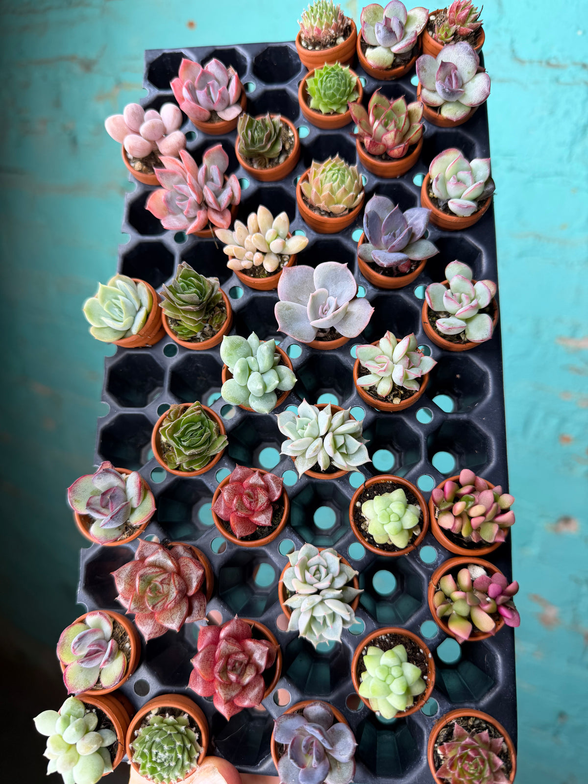 Succulent Thimble clay 1”