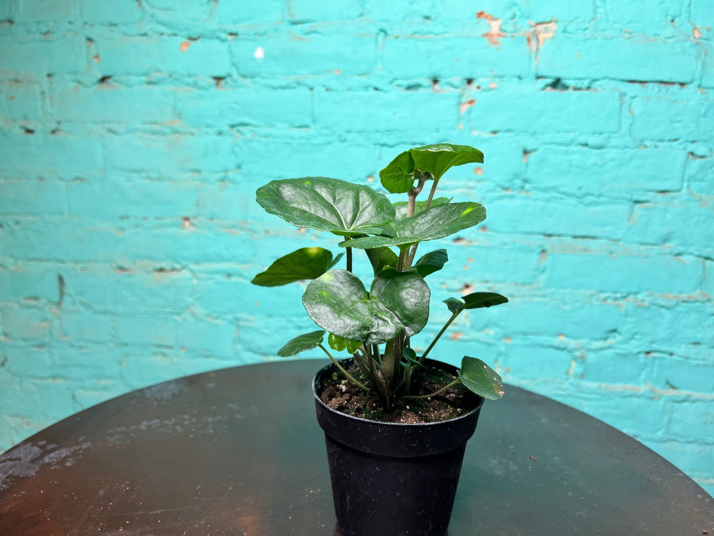 Farfuglum Firefly 4”