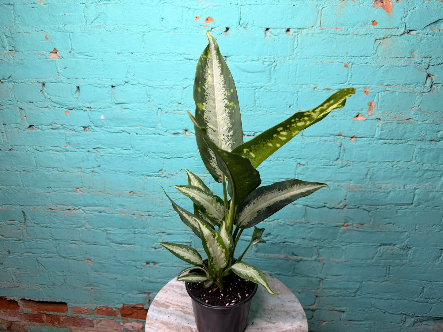 Dieffenbachia 6”