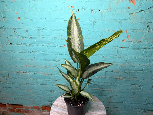 Dieffenbachia 6”