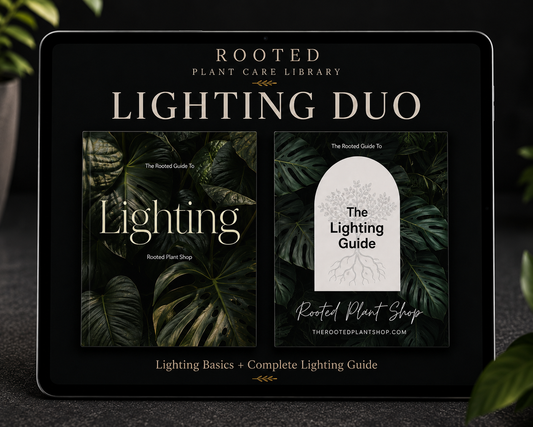 Variegated Light Duo