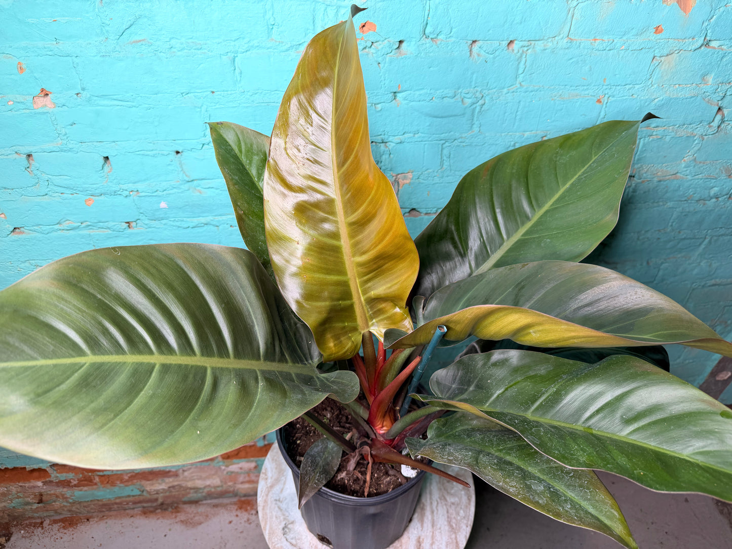 Philodendron Imperial Red 10”
