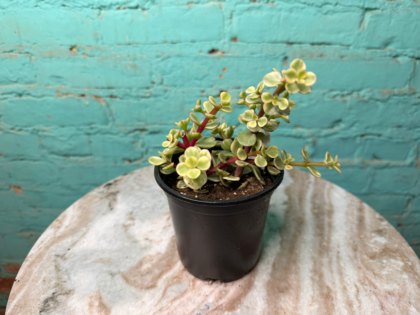 Portulacaria afra ‘Elephant Bush’ Variegated 4”