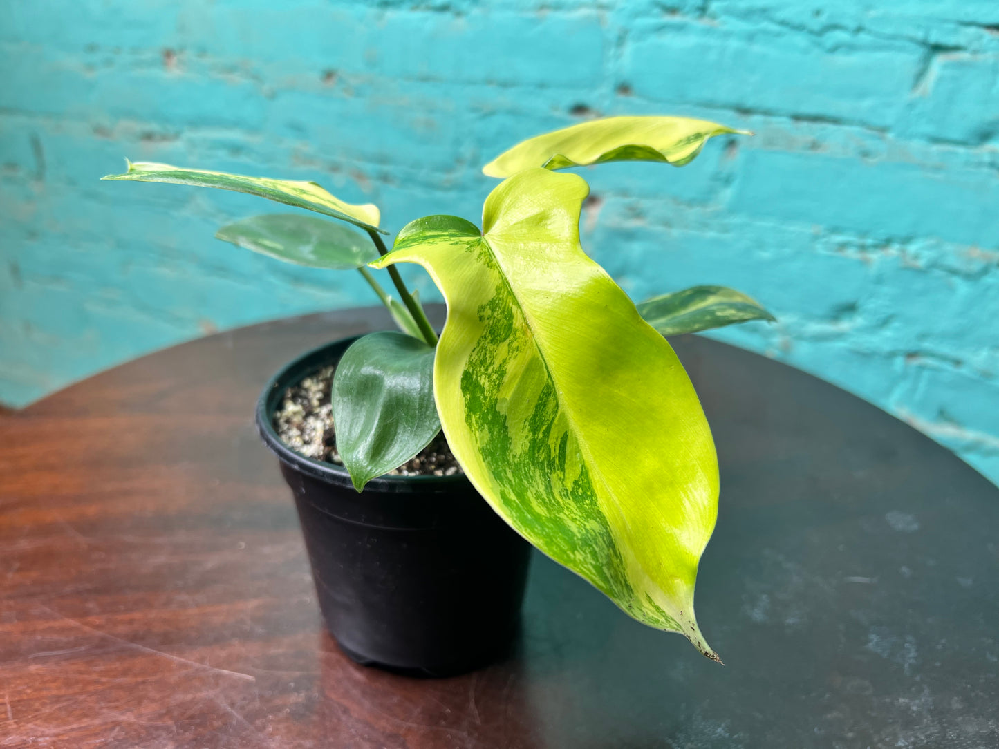 Philodendron Florida Beauty Variegated 4”