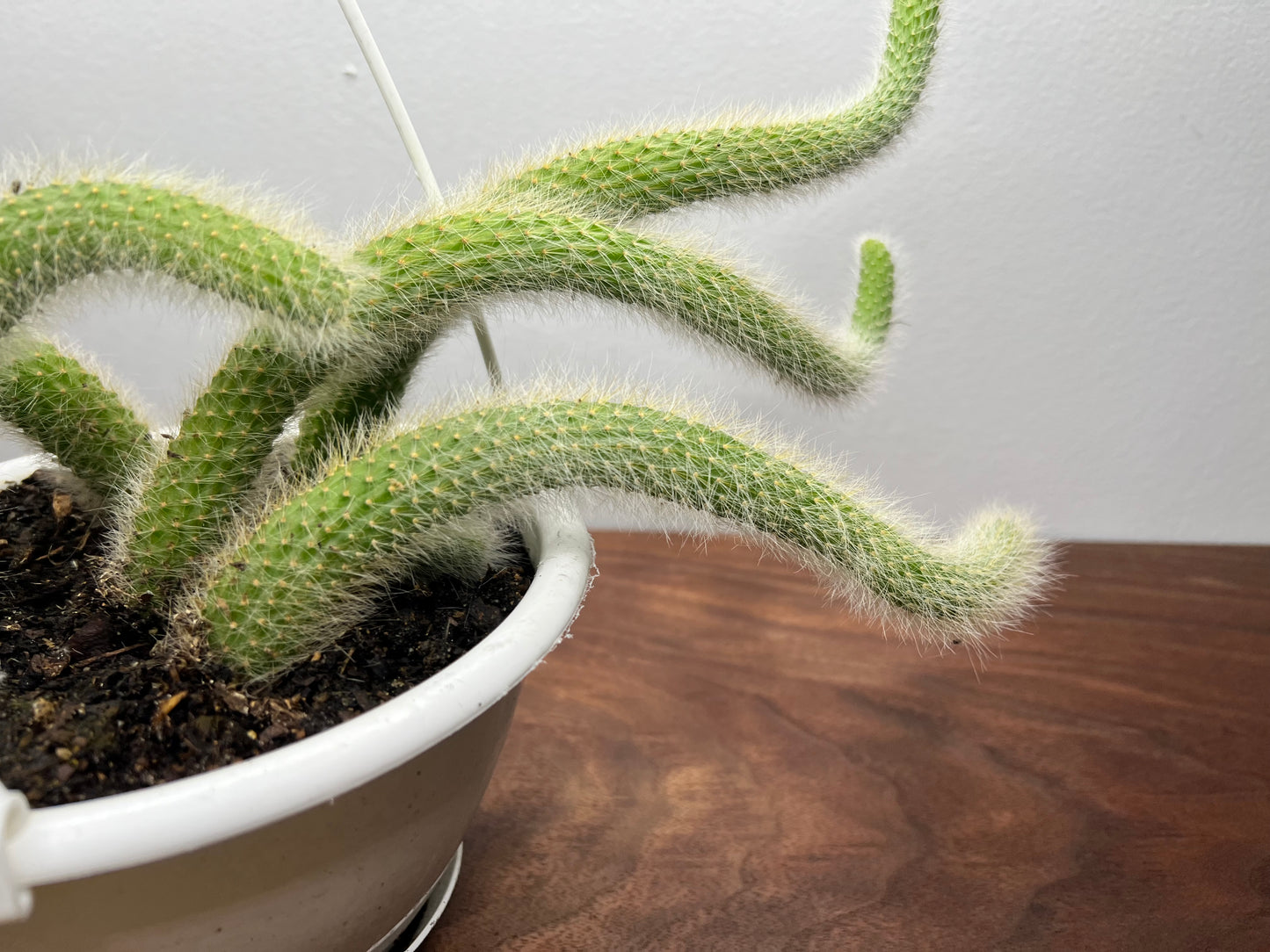 Monkey Tail Cactus 6” basket