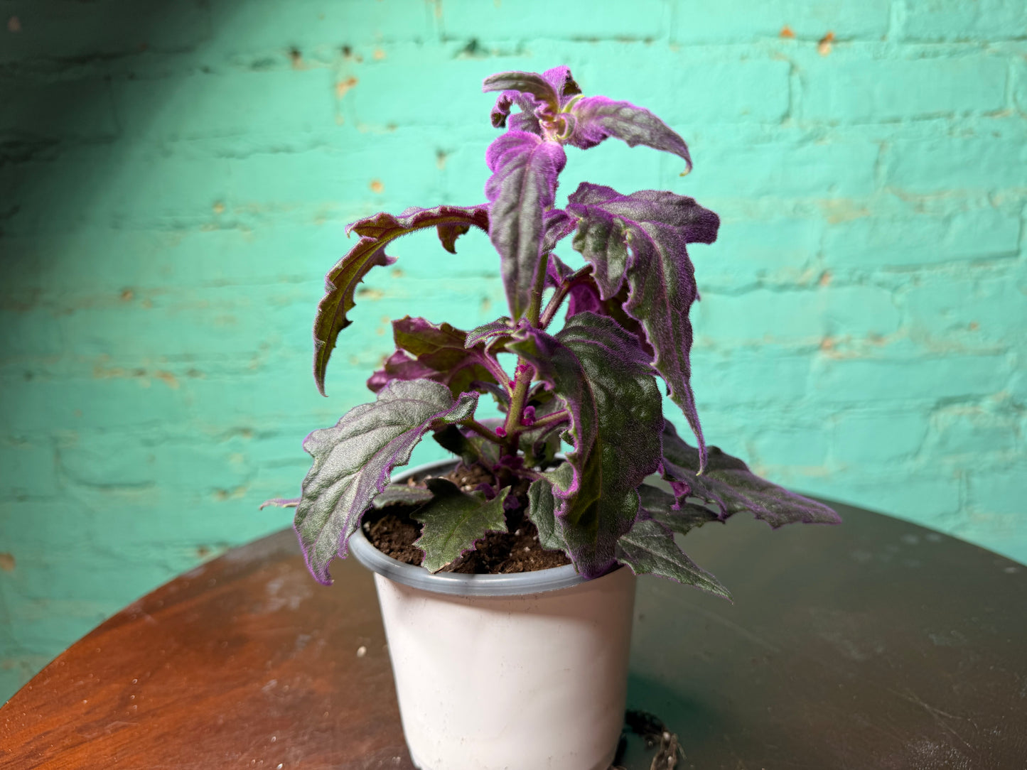 Purple Passion Plant 4”