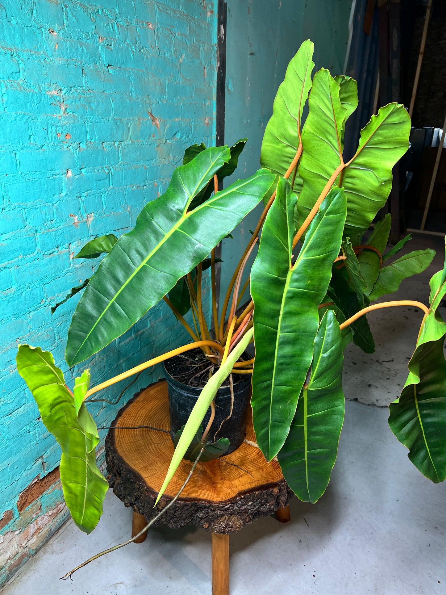 Philodendron Billietiae 10”