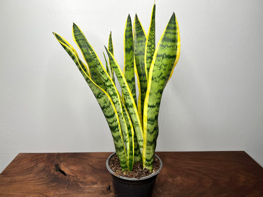 Snake Plant 6”