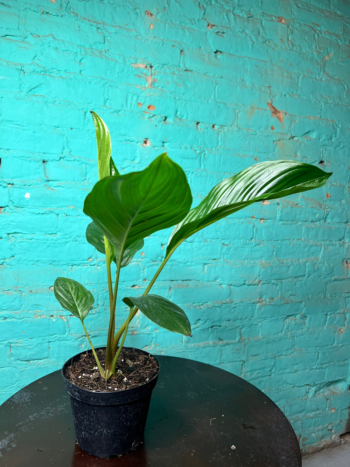 Tacca Chantrieri (Bat Plant) 6”