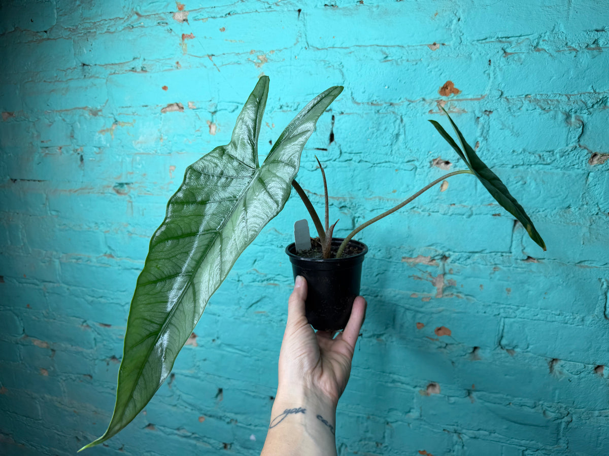 Alocasia Dragon’s Breath 4”