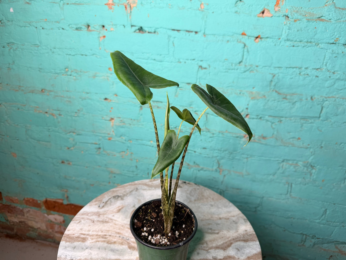 Alocasia-Zebrina 4”