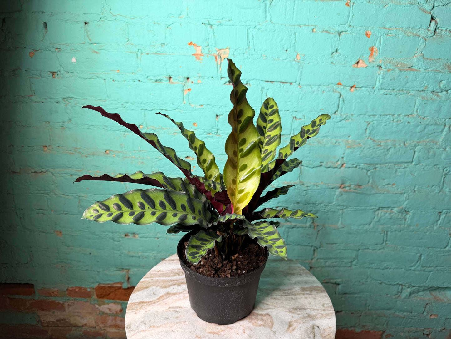 Rattle Snake calathea (6inch)