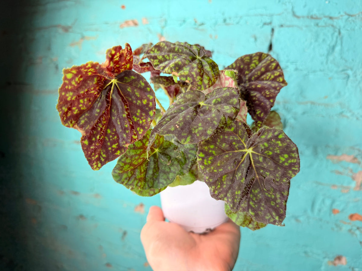 Begonia Rex “Vintage Love” 4”