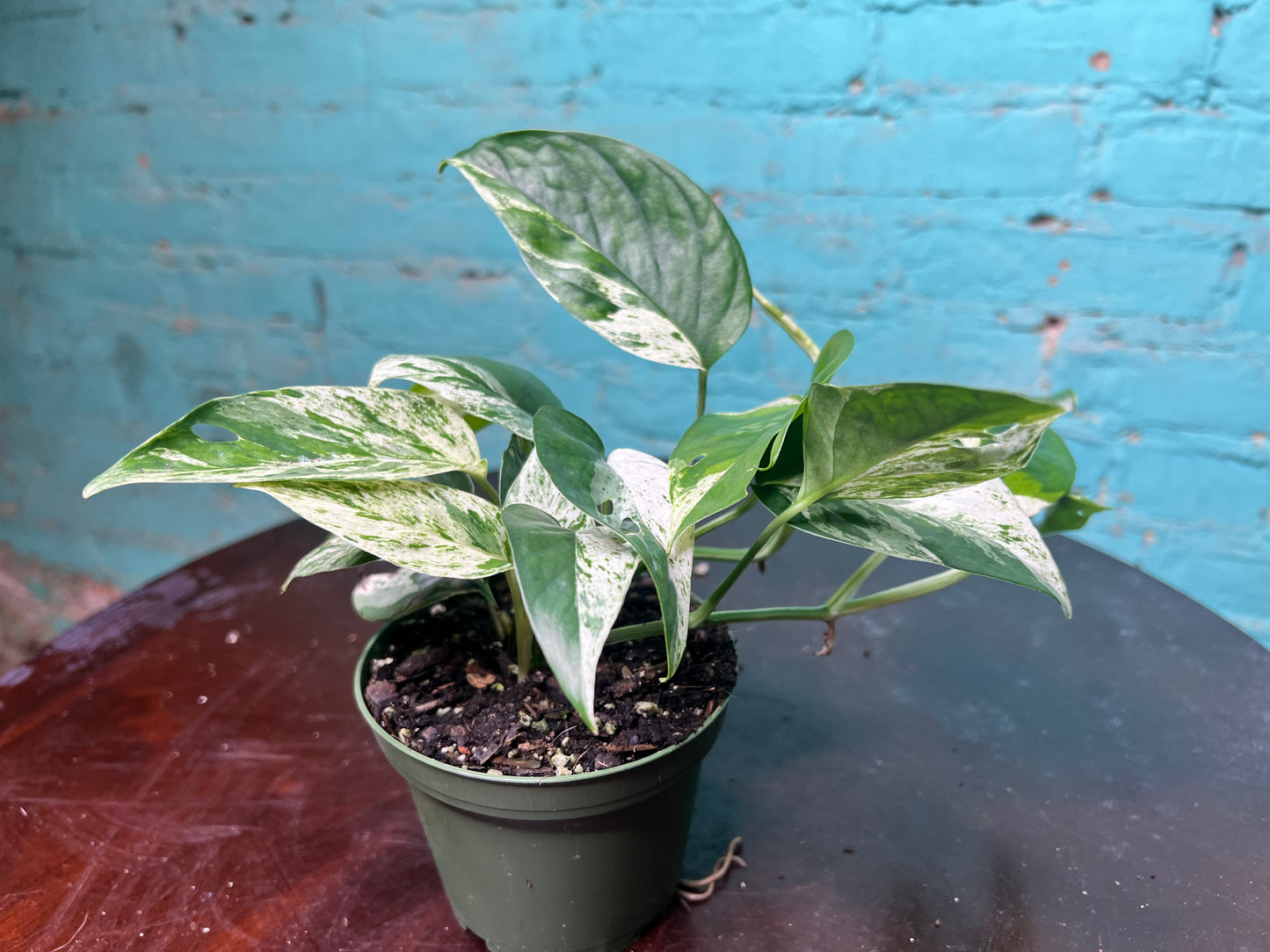 Epipremnum Pinnatum Marble Flame 4”