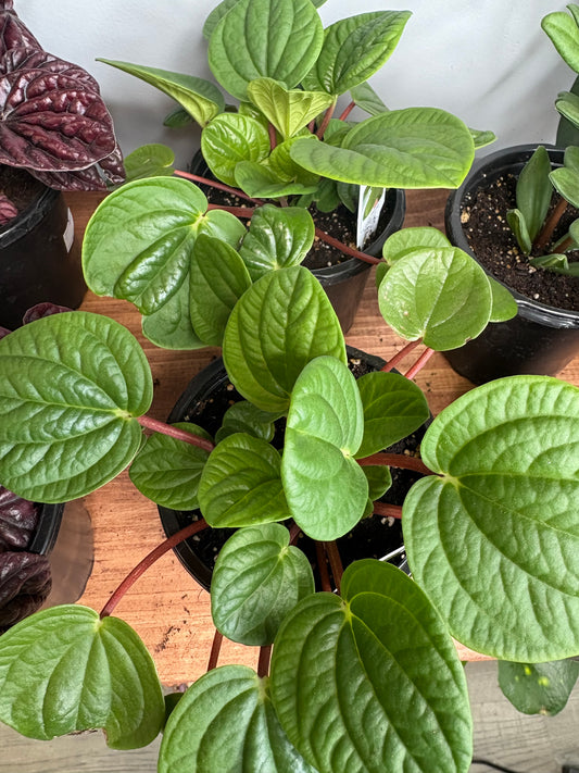 Peperomia Leap Frog  4”