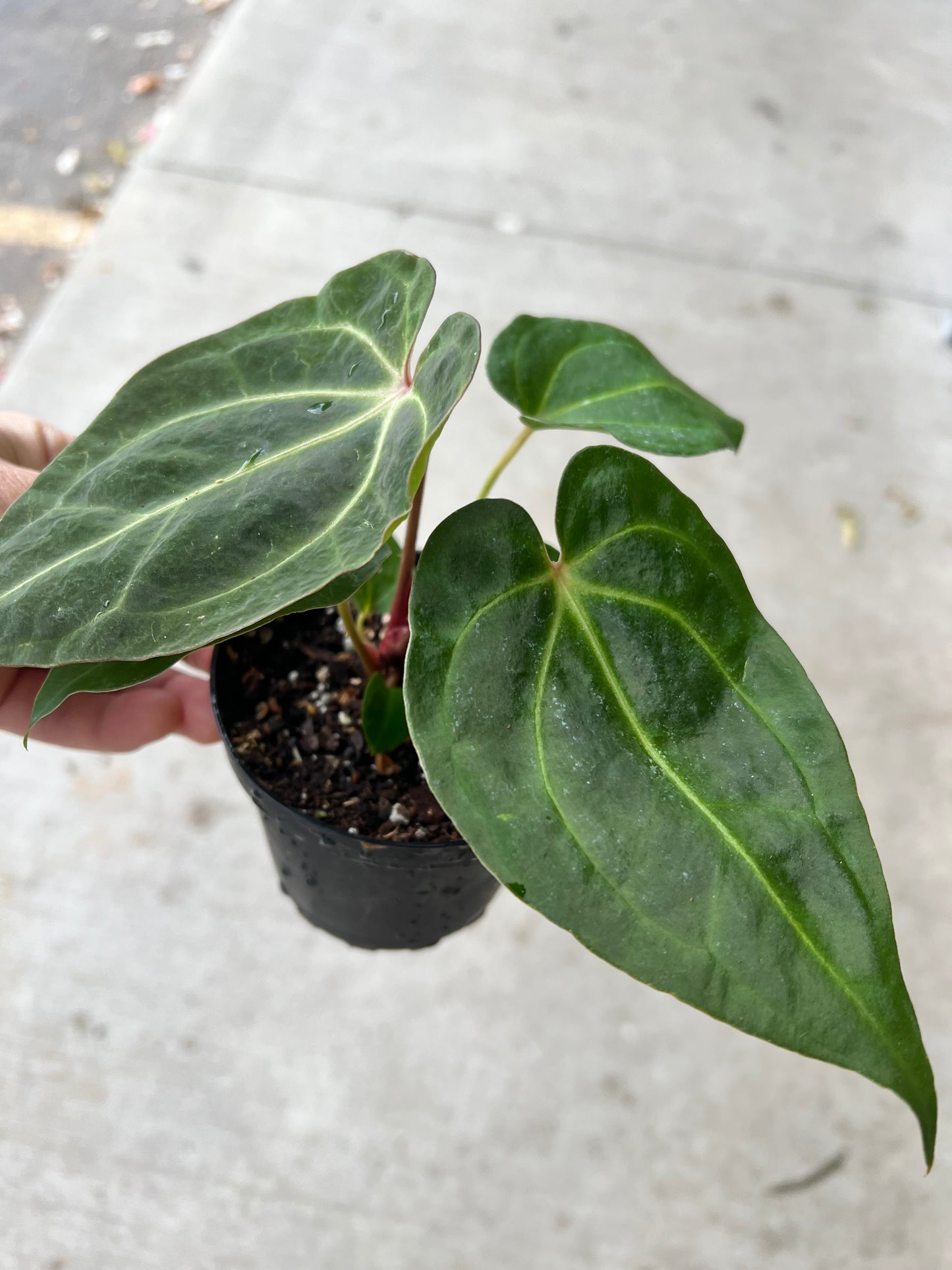 Anthurium- Magnificum X Crystallinum