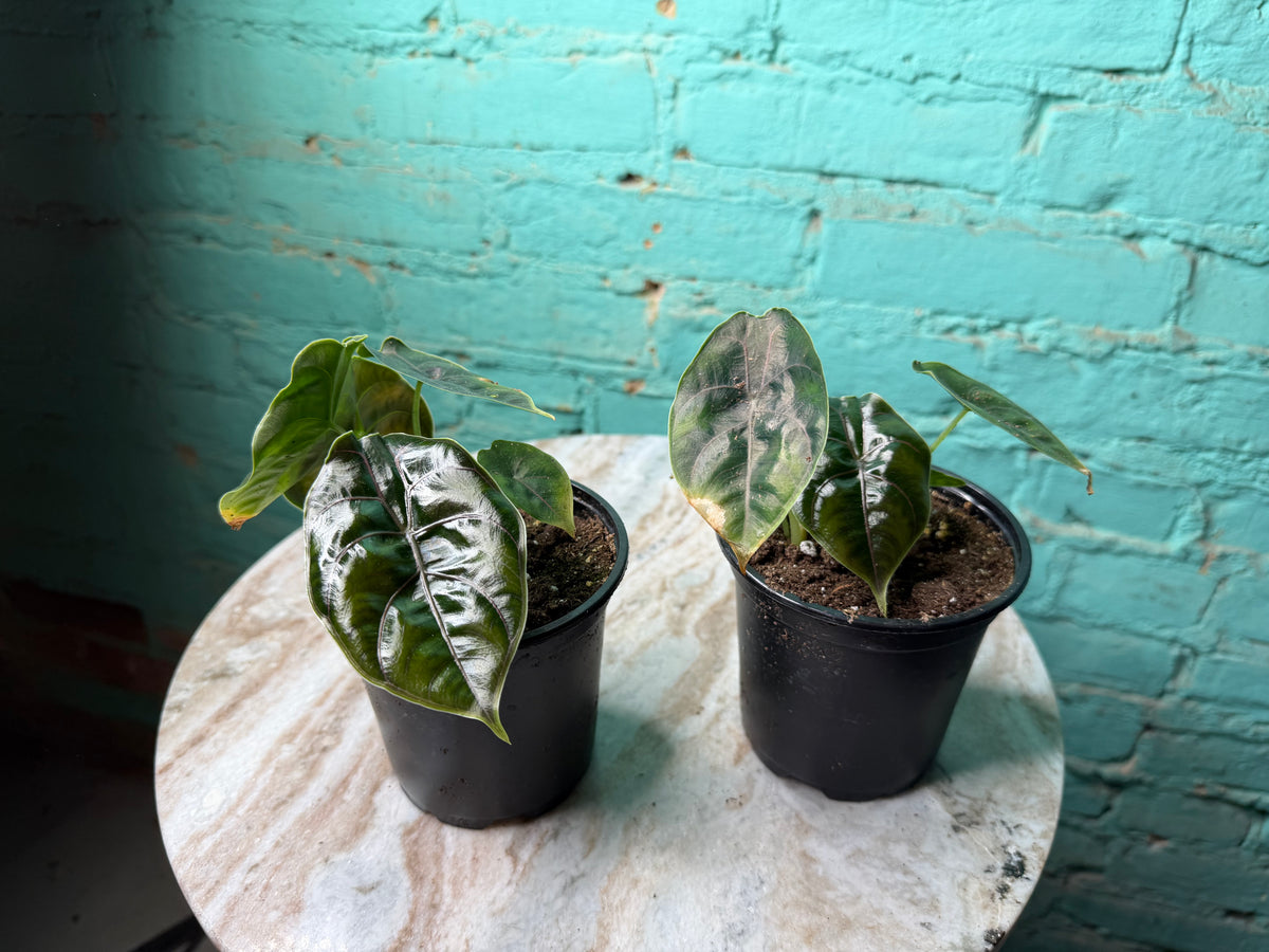 Alocasia Azlanii 4”