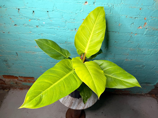 Philodendron Melinoii Ghost 10”