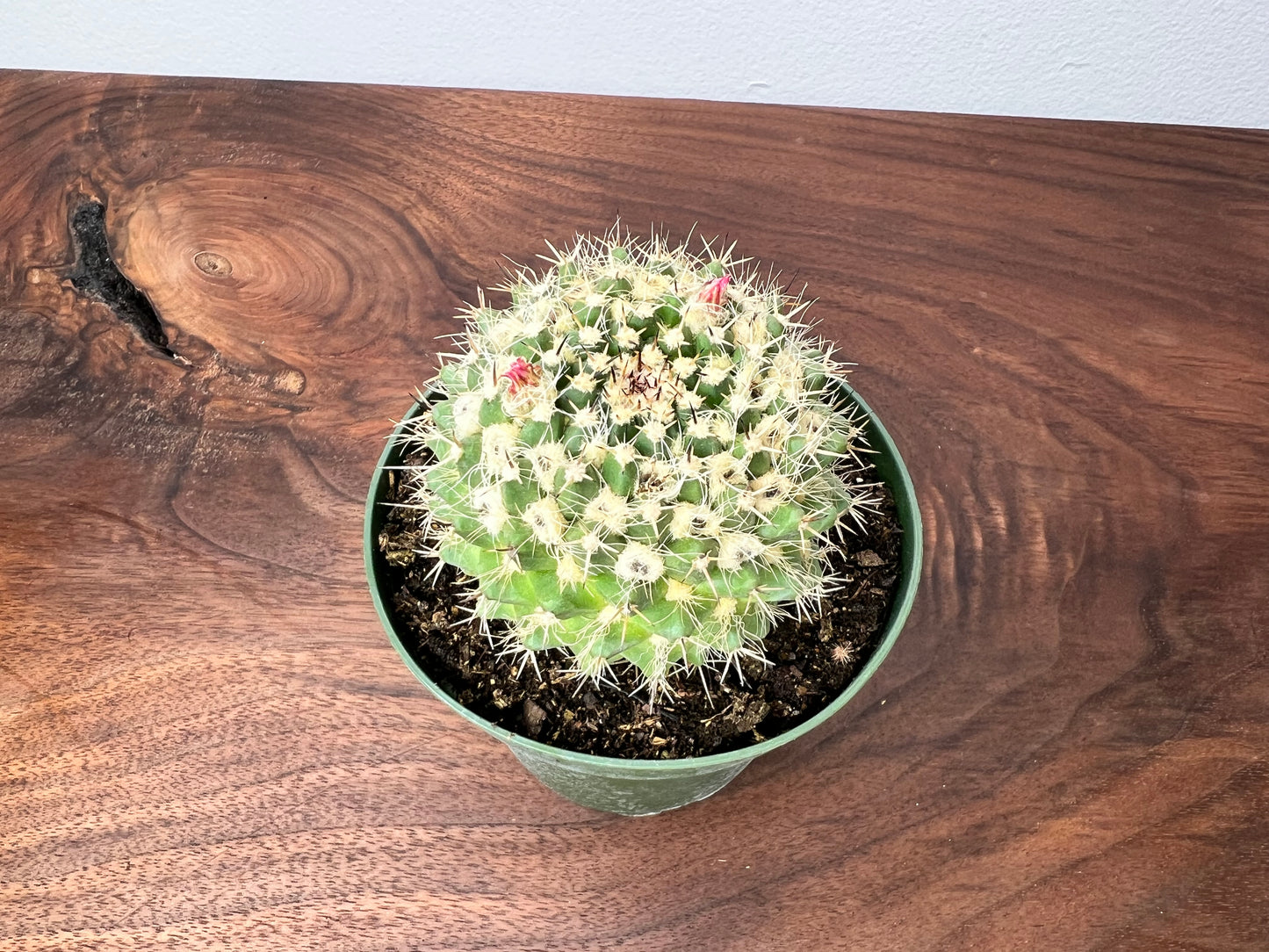 Barrel Cactus 4”