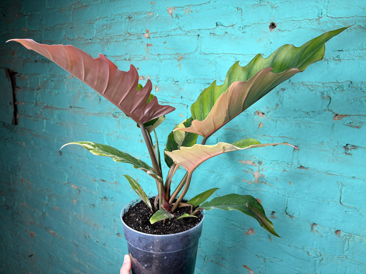 Philodendron Carmel Marble 8”