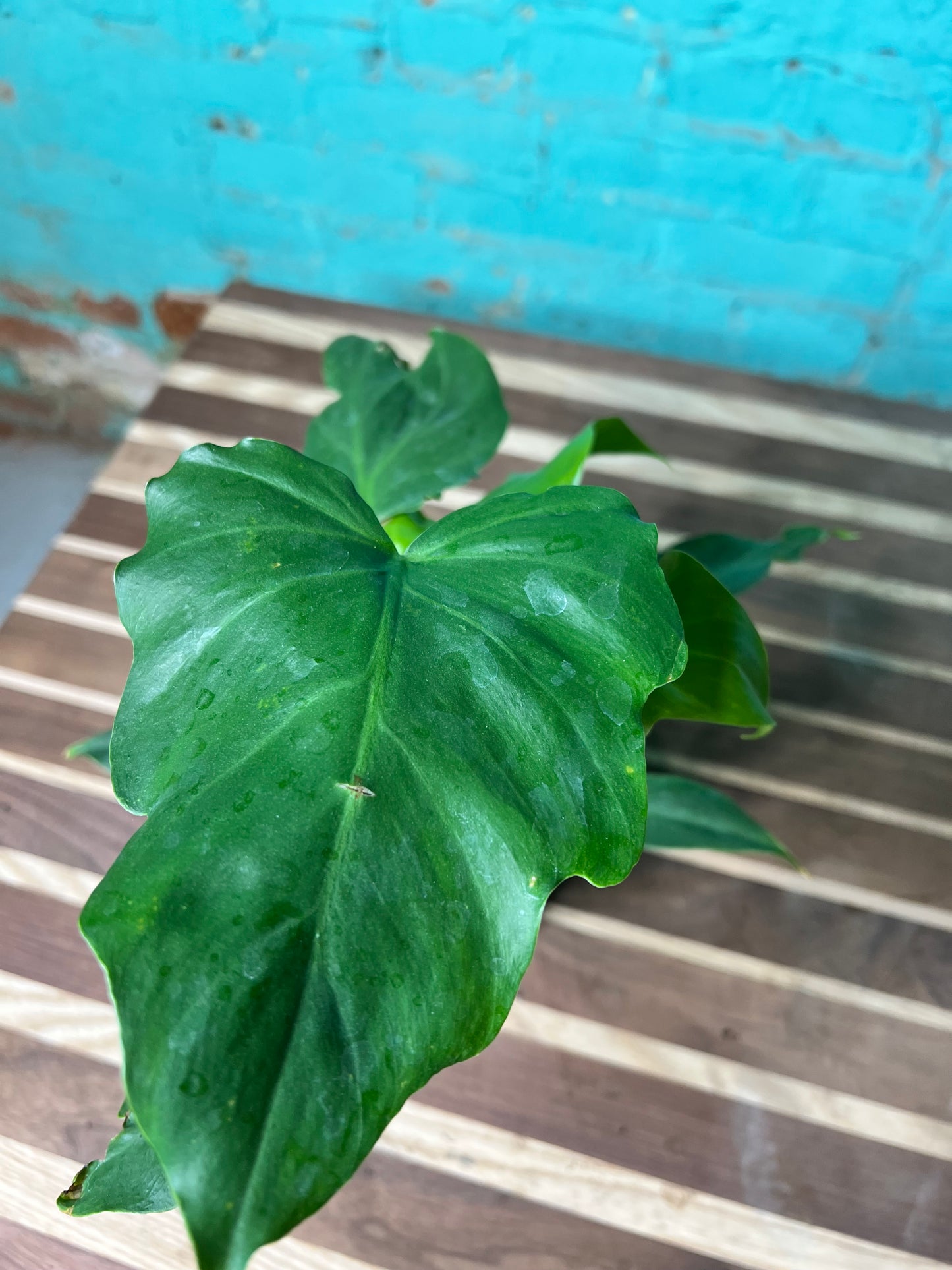 Philodendron- Mayoi Thai