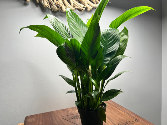 Peace Lily 4”