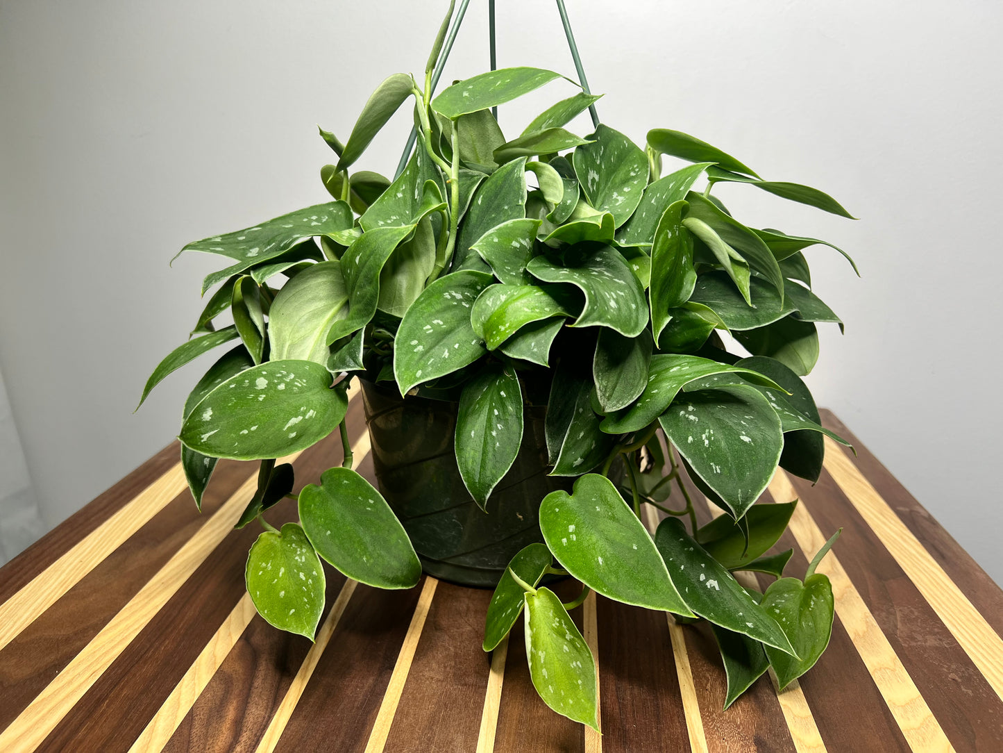 Satin pothos Silvery Ann 10” basket