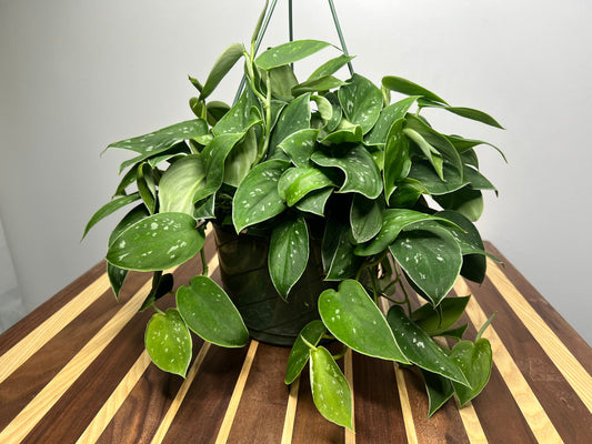 Satin pothos Silvery Ann 10” basket