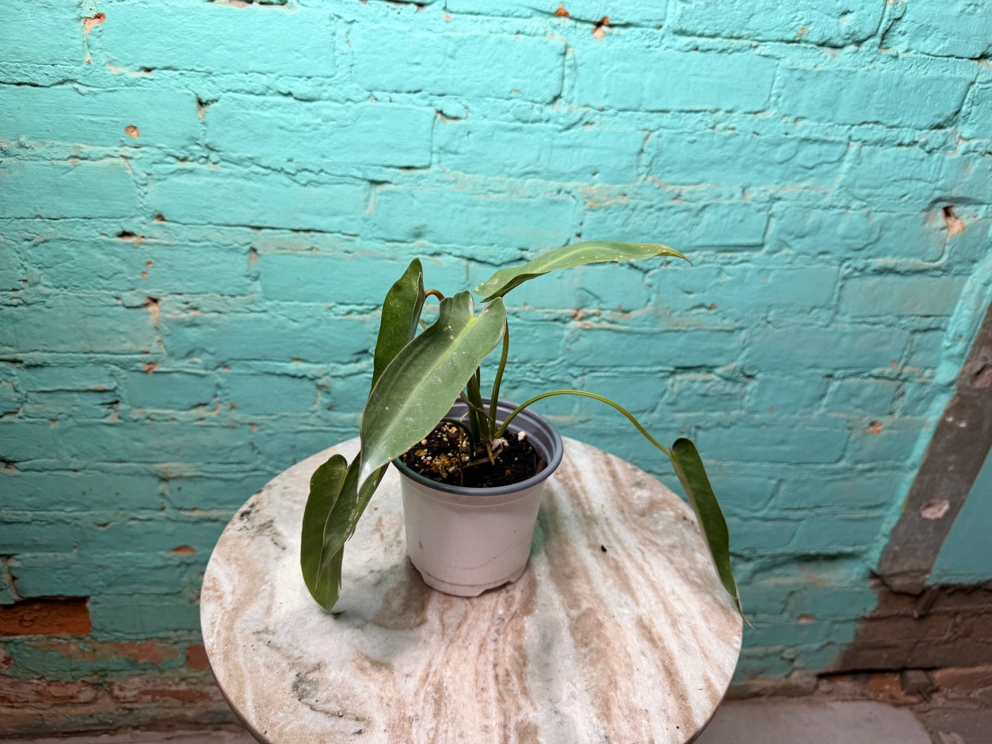 Philodendron-Spirit of Sacti