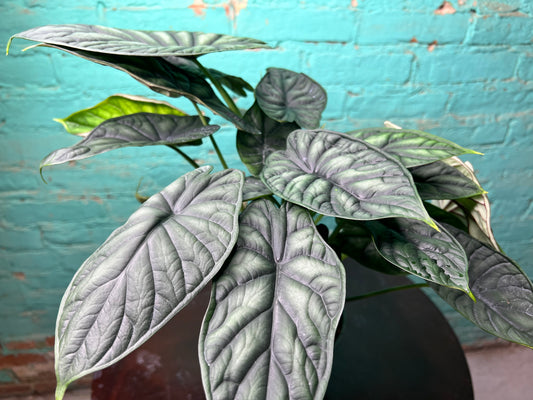 Alocasia Dragon Scale 6”