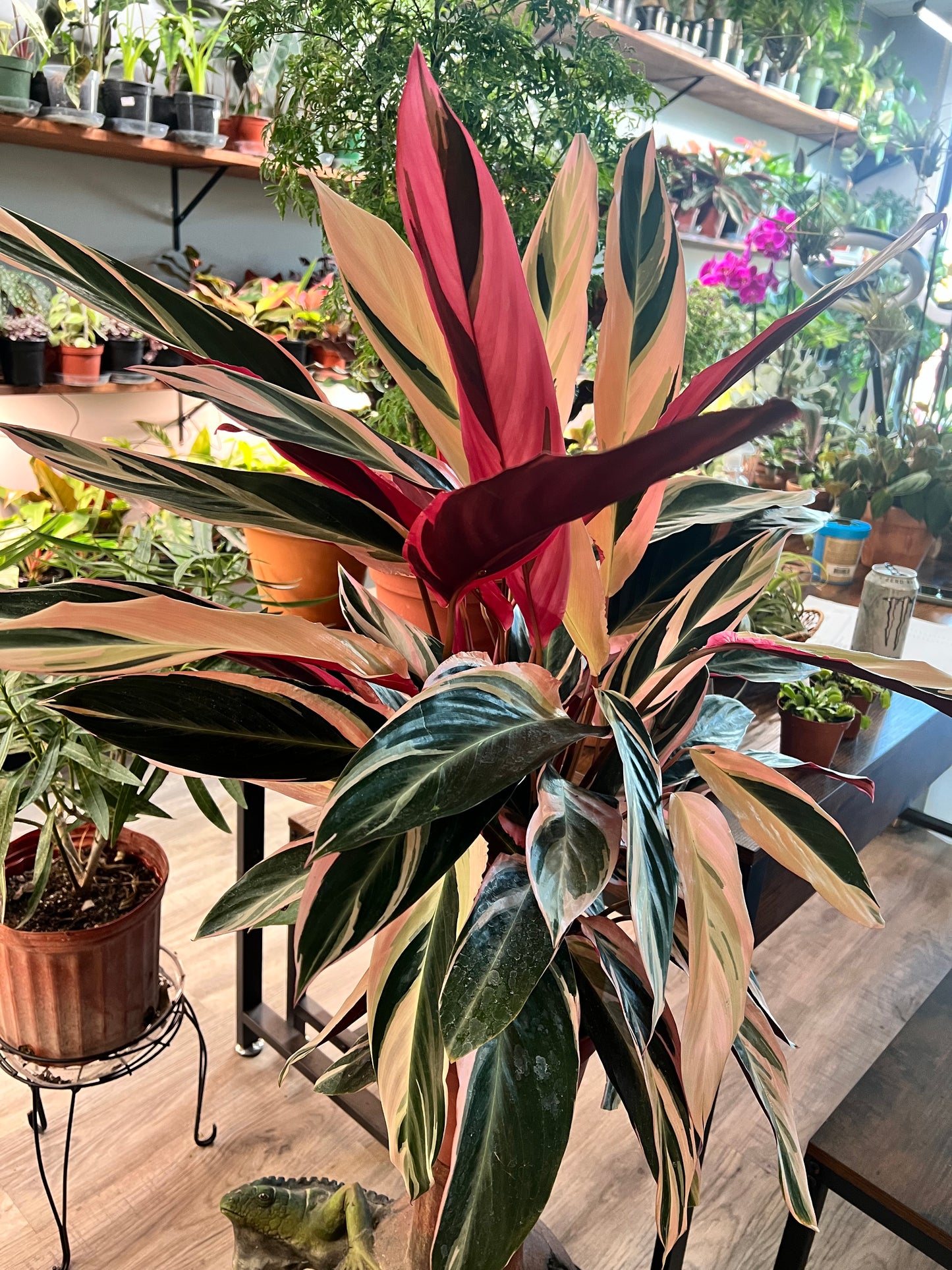 Stromanthe-Triostar 8”