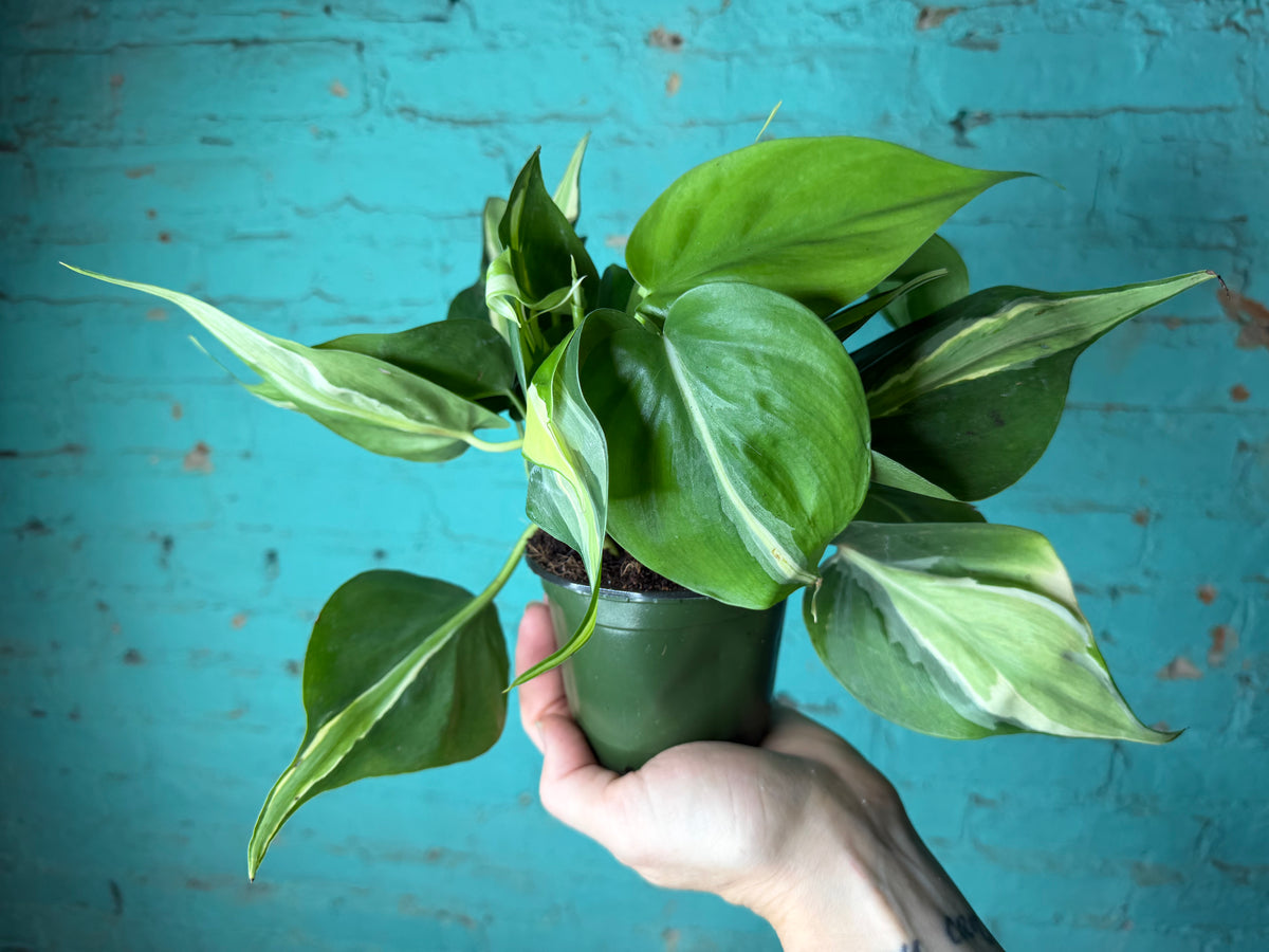 Philodendron Silver Stripe 4”