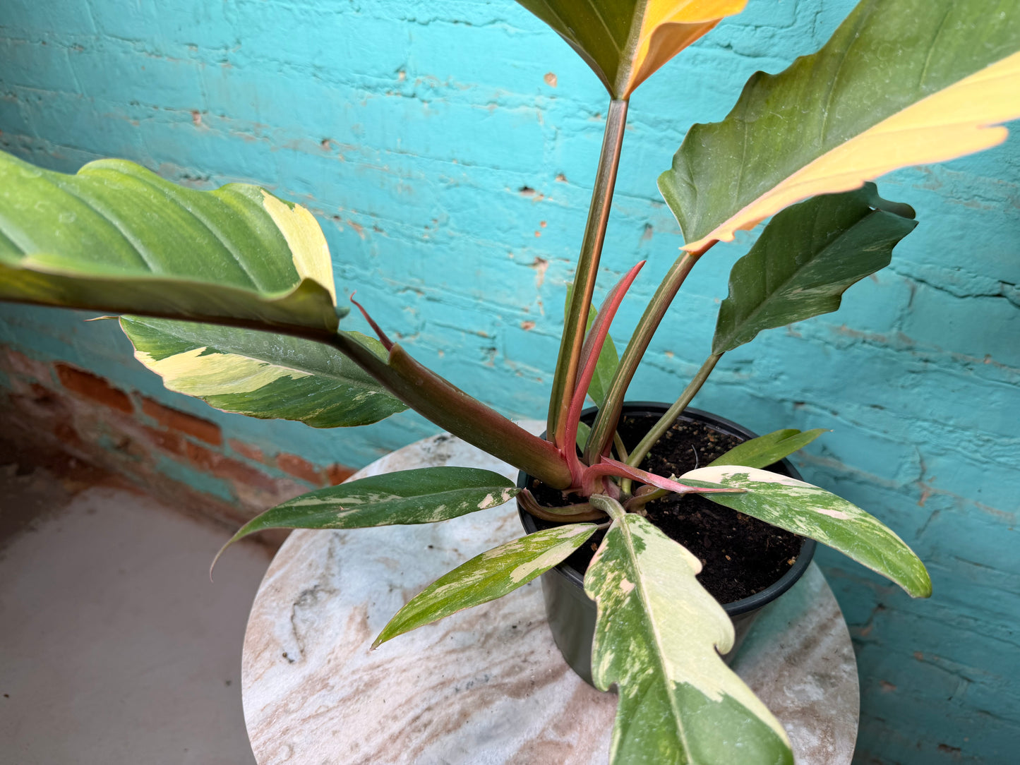 Philodendron Carmel Marble 6”