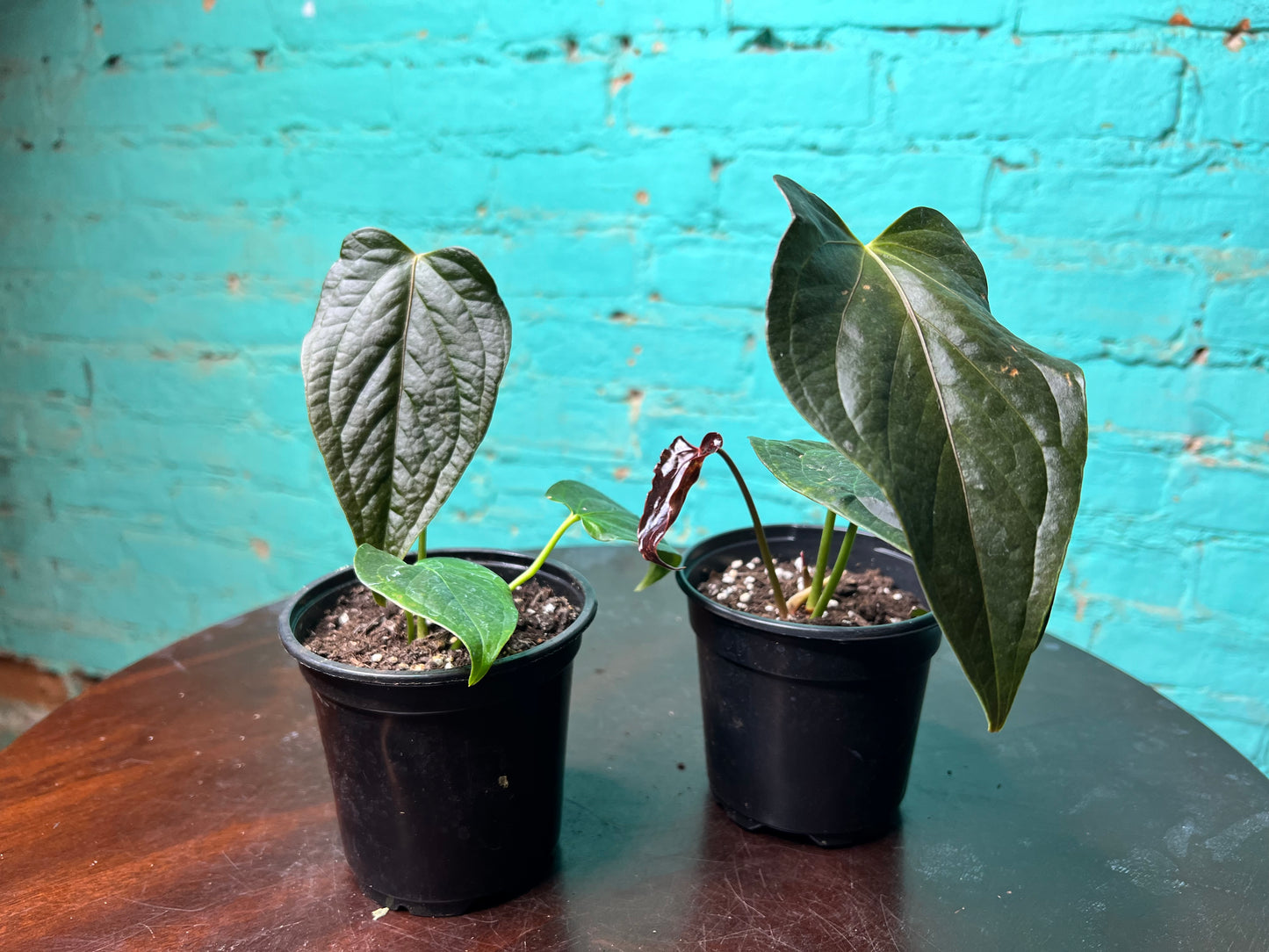 Anthurium Queen of Hearts