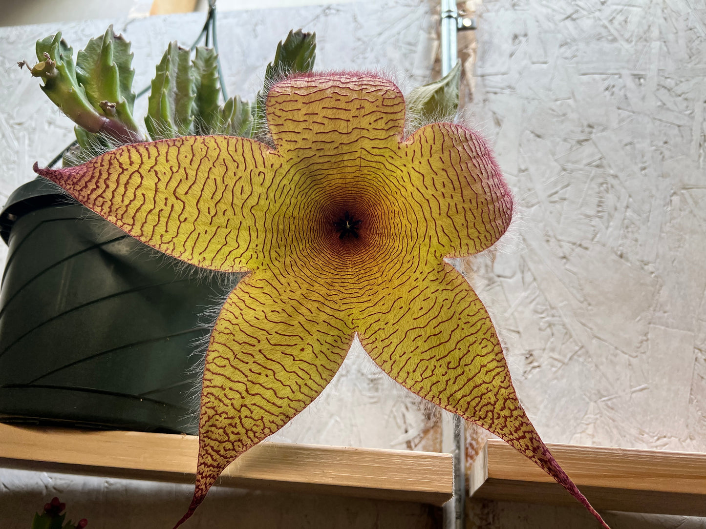 Stapelia Gigantea -Zulu Cactus 8” basket