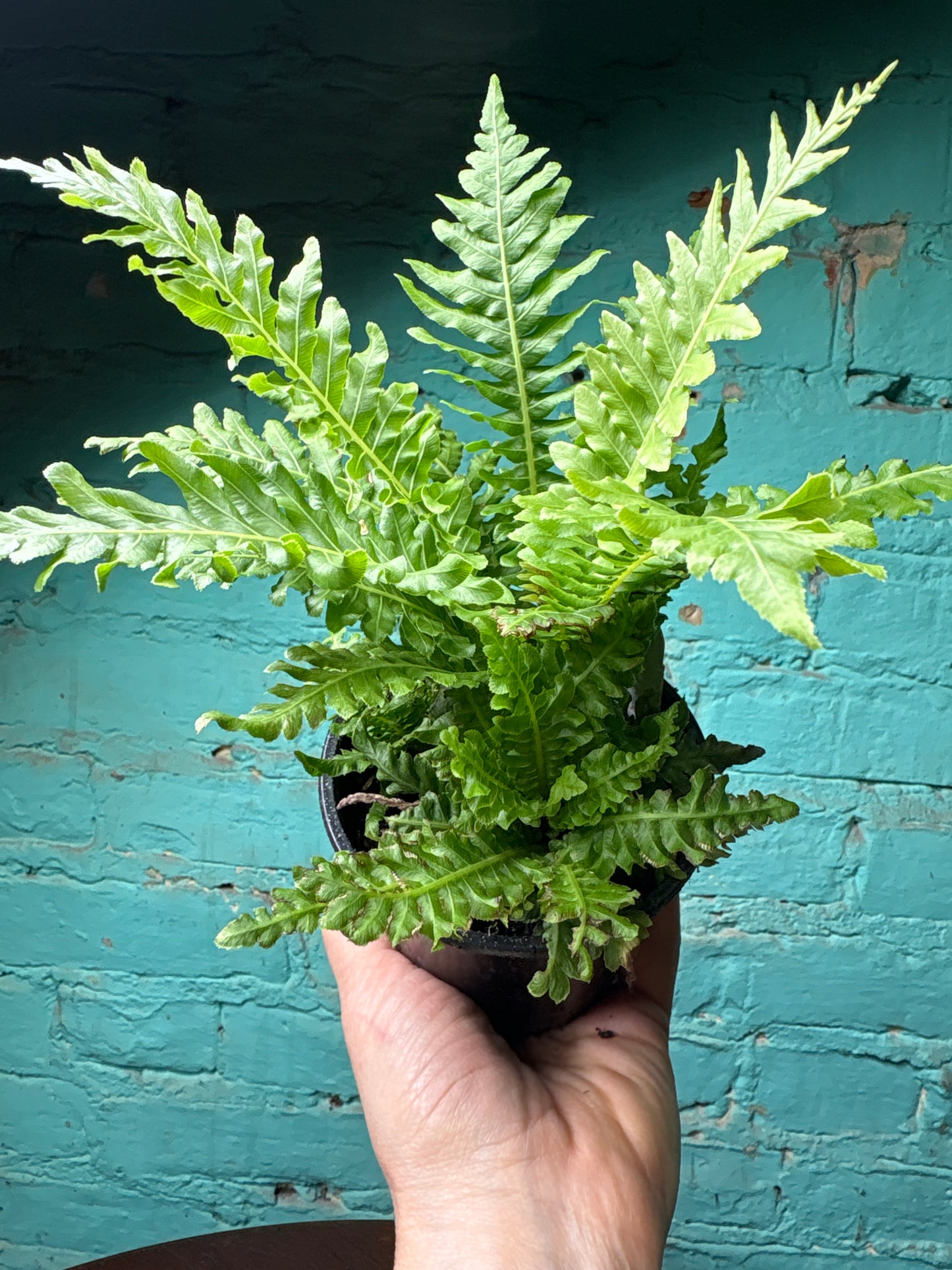 Blechnum Gibb Silver  “Silver Dwarf Tree Fern” 4”