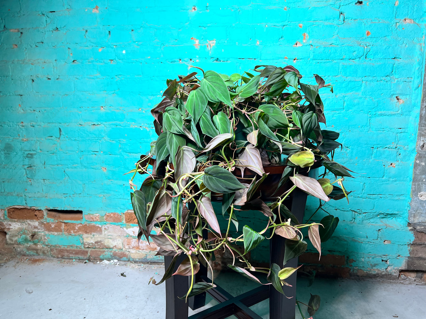 Philodendron Mican 8” basket